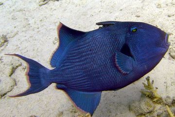 Pseudobalistes fuscus