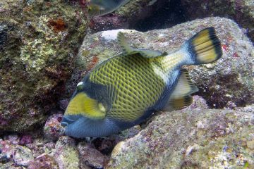 Balistoide viridescens
