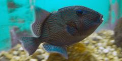Pseudobalistes fuscus
