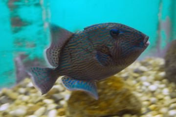 Pseudobalistes fuscus