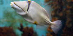 Rhinecanthus assasi