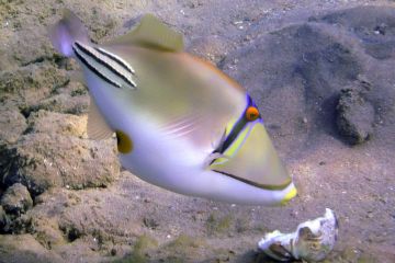 Rhinecanthus assasi