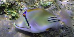 Rhinecanthus assasi