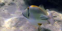 Rhinecanthus assasi