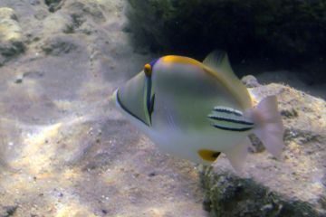 Rhinecanthus assasi