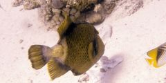 Balistoides viridescens