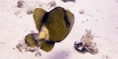 Balistoides viridescens