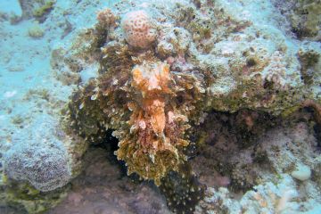 Synanceia verrucosa