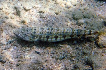 Synodus dermatogenys