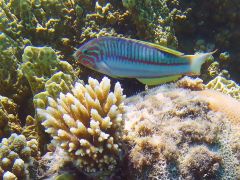 Thalassoma rueppellii