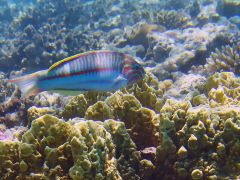 Thalassoma rueppellii
