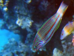 Thalassoma rueppellii