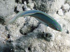 Thalassoma rueppellii