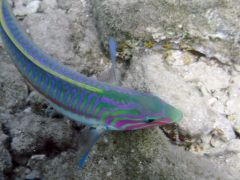 Thalassoma rueppellii