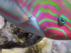 Thalassoma rueppellii
