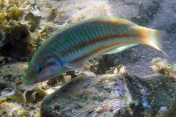Thalassoma rueppellii