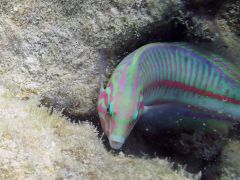 Thalassoma rueppellii