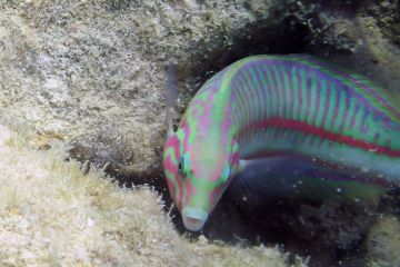 Thalassoma rueppellii