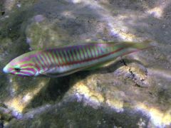 Thalassoma rueppellii