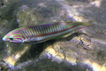 Thalassoma rueppellii
