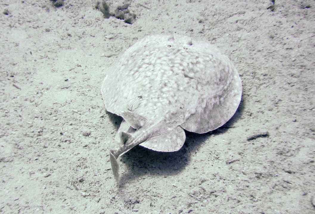 Torpedo panthera