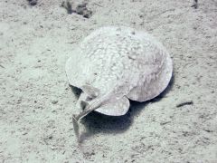 Torpedo panthera