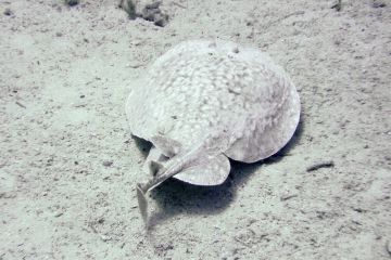 Torpedo panthera