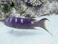 Variola louti
