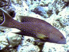 Variola louti
