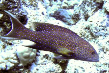 Variola louti