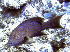 Variola louti