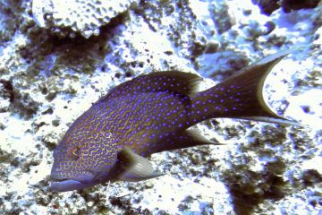 Variola louti
