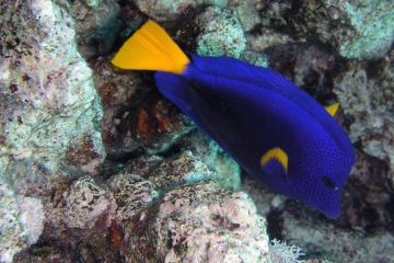 Zebrasoma xanthurum