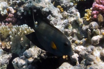 Ctenochaetus striatus