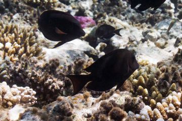 Acanthurus nigrofuscus