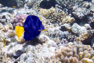 Zebrasoma xanthurum