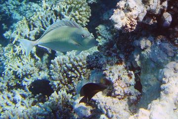 Naso unicornis