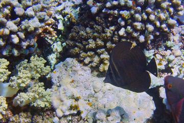 Zebrasoma desjardinii