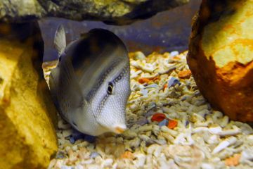 Zebrasoma desjardinii