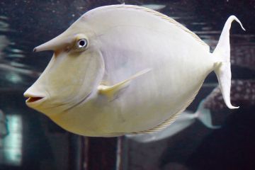Naso unicornis