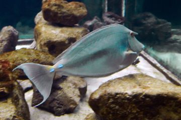 Naso unicornis