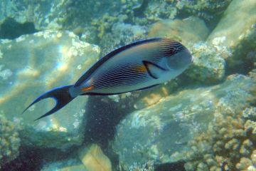 Acanthurus sohal