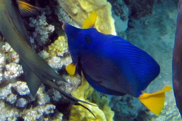 Zebrasoma xanthurum