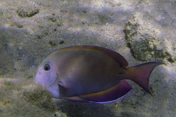 Acanthurus nigrofuscus