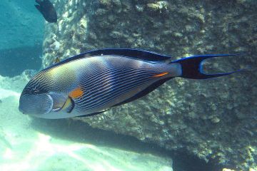 Acanthurus sohal
