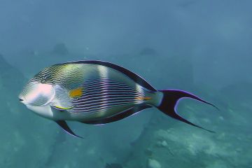 Acanthurus sohal