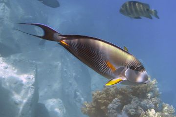 Acanthurus sohal