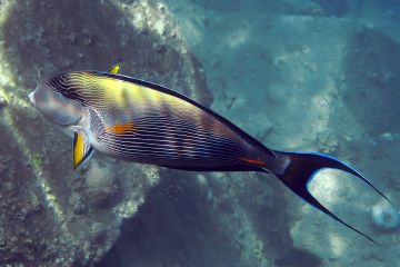 Acanthurus sohal