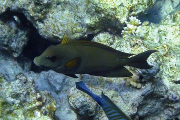 Ctenochaetus striatus