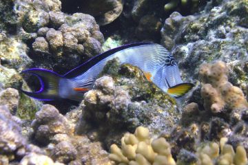 Acanthurus sohal